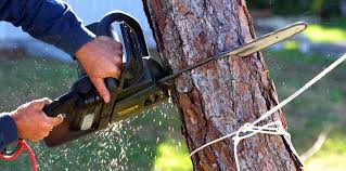 Best Tree Risk Assessment  in Montrose, CO