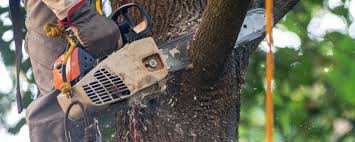 How Our Tree Care Process Works  in  Montrose, CO