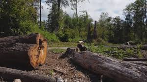 Best Lot and Land Clearing  in Montrose, CO