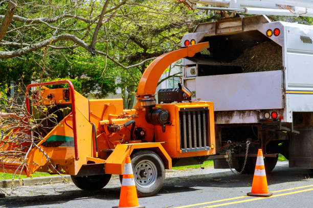  Montrose, CO Tree Removal Pros